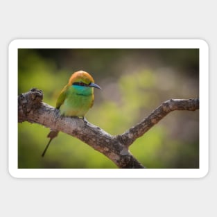 Bee Eater Sticker